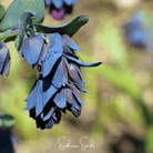 Honeywort, Blue Shrimp Plant (Cerinthe major purpurascens) - 10 Seeds | Seed Therapy – Heirloom Garden Seeds
