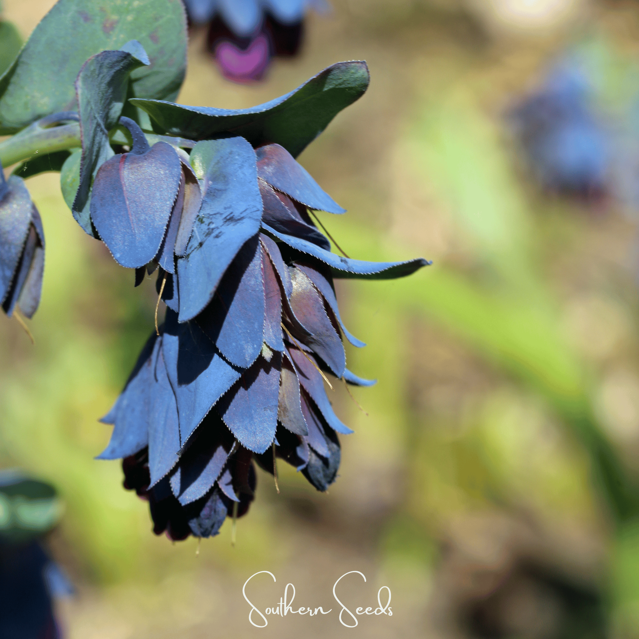 Honeywort, Blue Shrimp Plant (Cerinthe major purpurascens) - 10 Seeds | Seed Therapy – Heirloom Garden Seeds