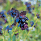 Honeywort, Blue Shrimp Plant (Cerinthe major purpurascens) - 10 Seeds | Seed Therapy – Heirloom Garden Seeds