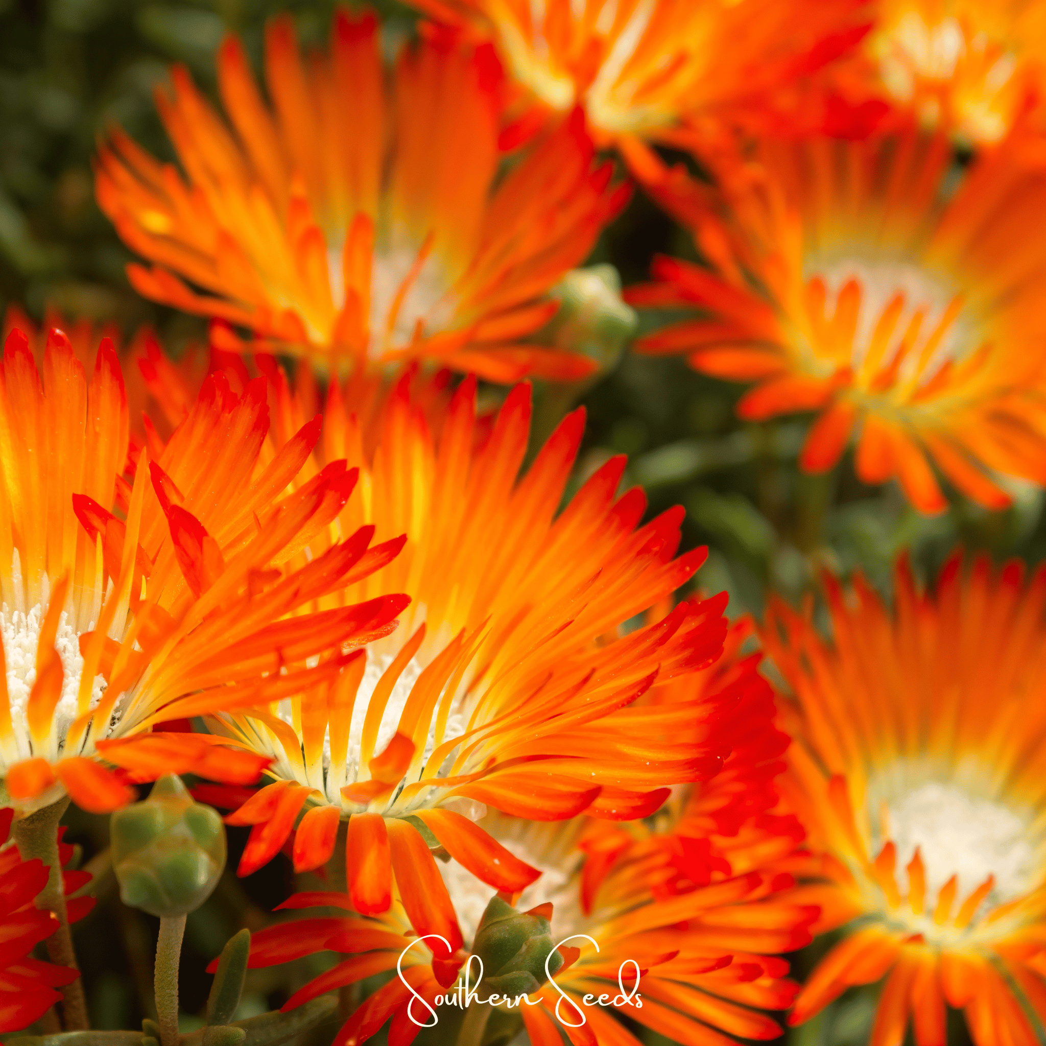 Orange Gelato Ice Plant  200 Seeds