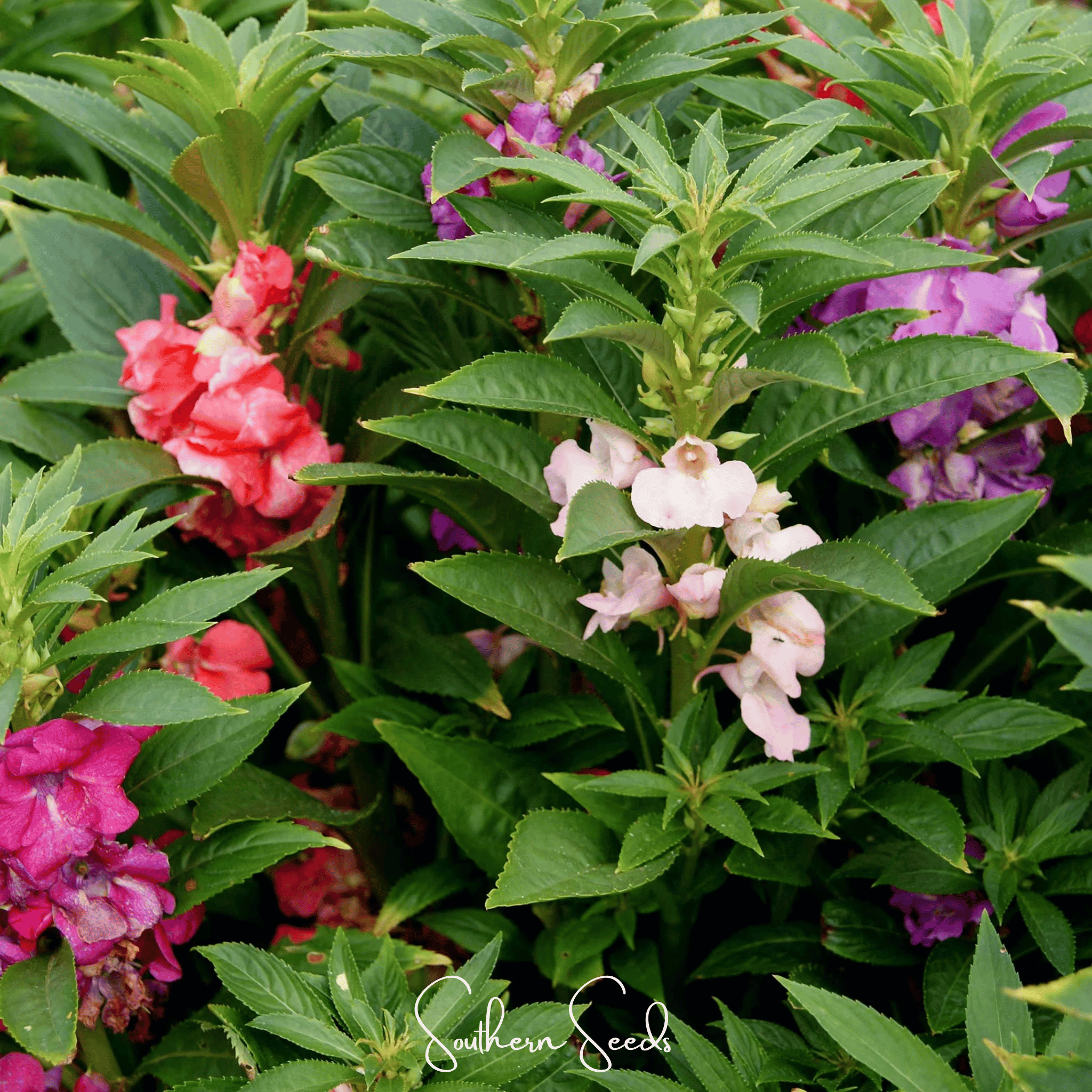 planting impatiens seeds Bush Mix Impatiens – 50 Seeds