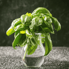 Italian Large Leaf Basil – 250 Seeds seed packet from Seed Therapy – American - grown, heirloom seeds