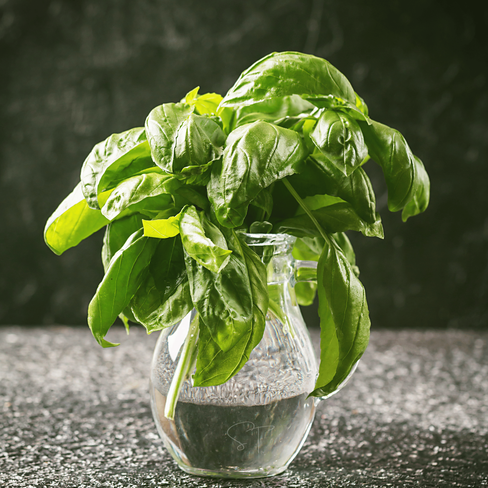 Italian Large Leaf Basil – 250 Seeds seed packet from Seed Therapy – American - grown, heirloom seeds