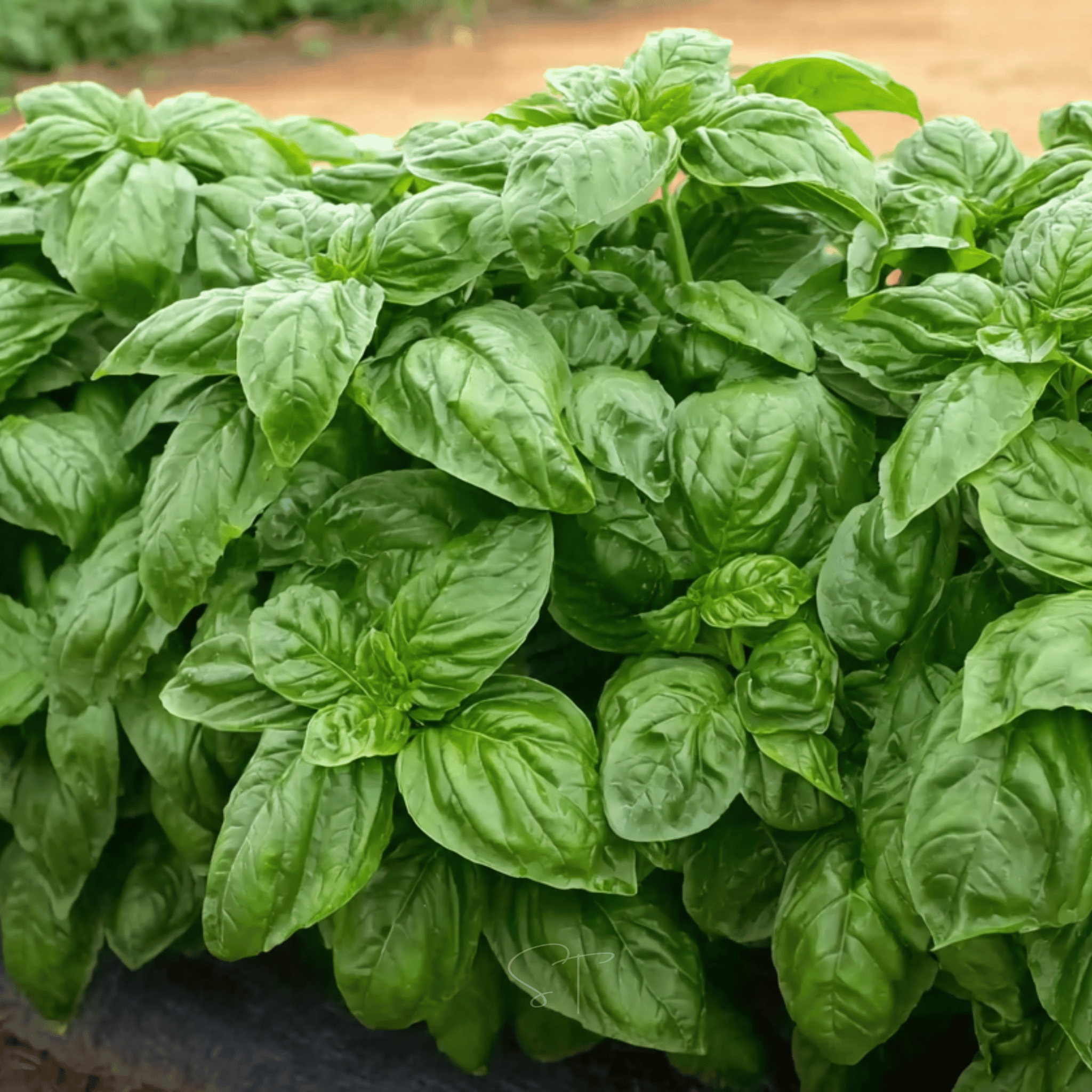 Italian Large Leaf Basil – 250 Seeds seed packet from Seed Therapy – American - grown, heirloom seeds