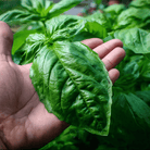 Italian Large Leaf Basil – 250 Seeds seed packet from Seed Therapy – American - grown, heirloom seeds