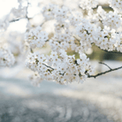 Japanese Flowering Cherry Tree - 10 Seeds seed packet from Seed Therapy – American - grown, heirloom seeds