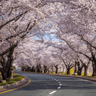 Japanese Flowering Cherry Tree - 10 Seeds seed packet from Seed Therapy – American - grown, heirloom seeds
