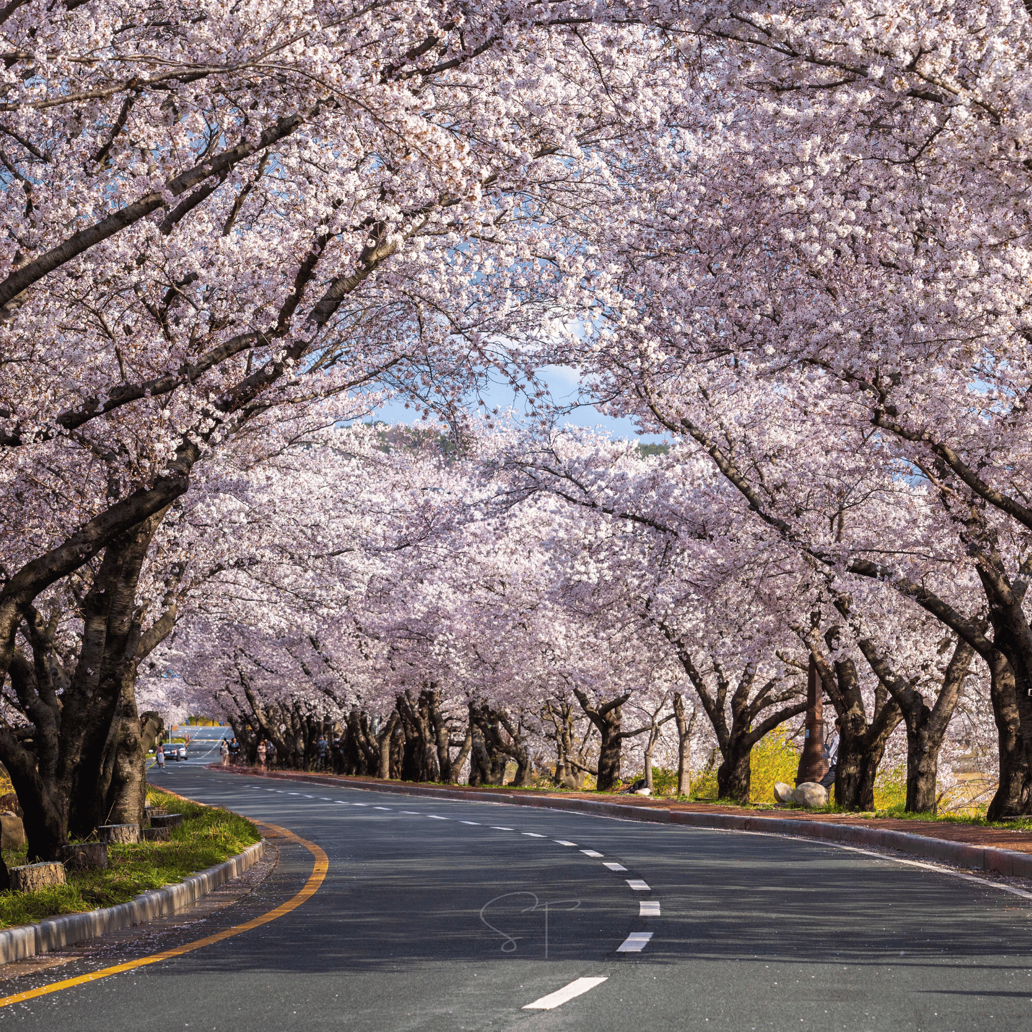 Japanese Flowering Cherry Tree - 10 Seeds seed packet from Seed Therapy – American - grown, heirloom seeds