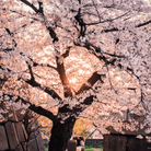 Japanese Flowering Cherry Tree - 10 Seeds seed packet from Seed Therapy – American - grown, heirloom seeds