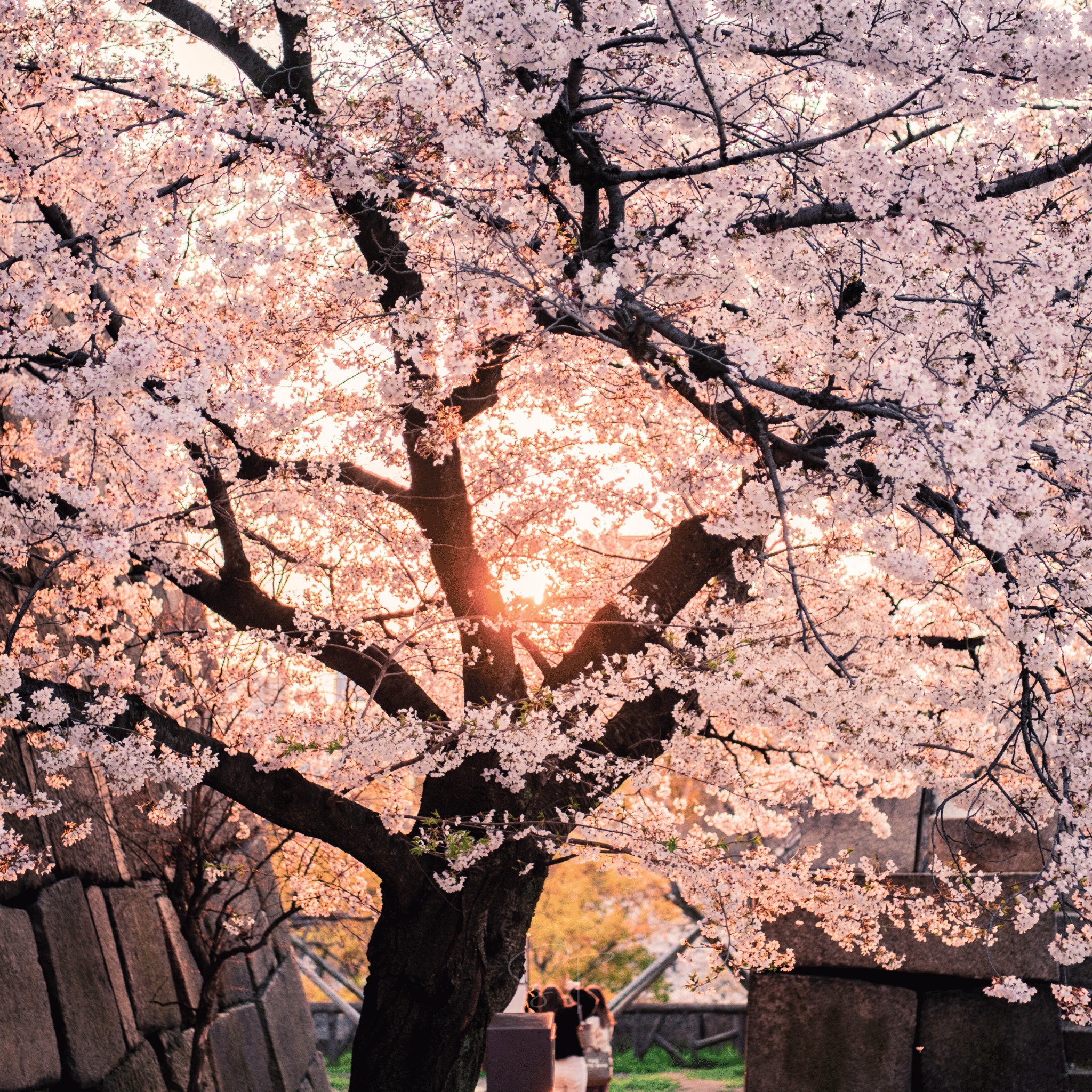 Japanese Flowering Cherry Tree - 10 Seeds seed packet from Seed Therapy – American - grown, heirloom seeds