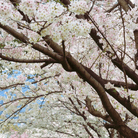 Japanese Flowering Cherry Tree - 10 Seeds seed packet from Seed Therapy – American - grown, heirloom seeds