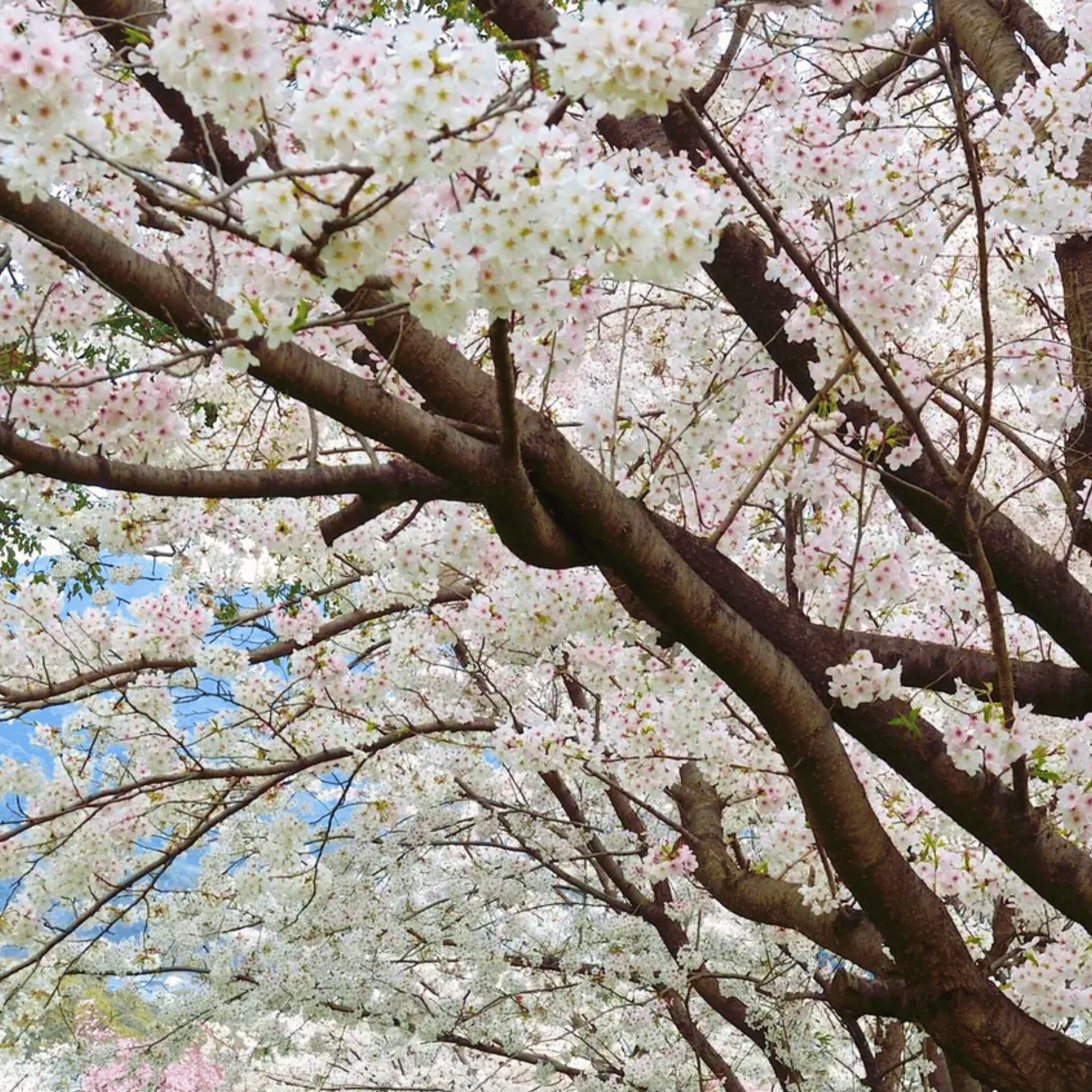 Japanese Flowering Cherry Tree - 10 Seeds seed packet from Seed Therapy – American - grown, heirloom seeds