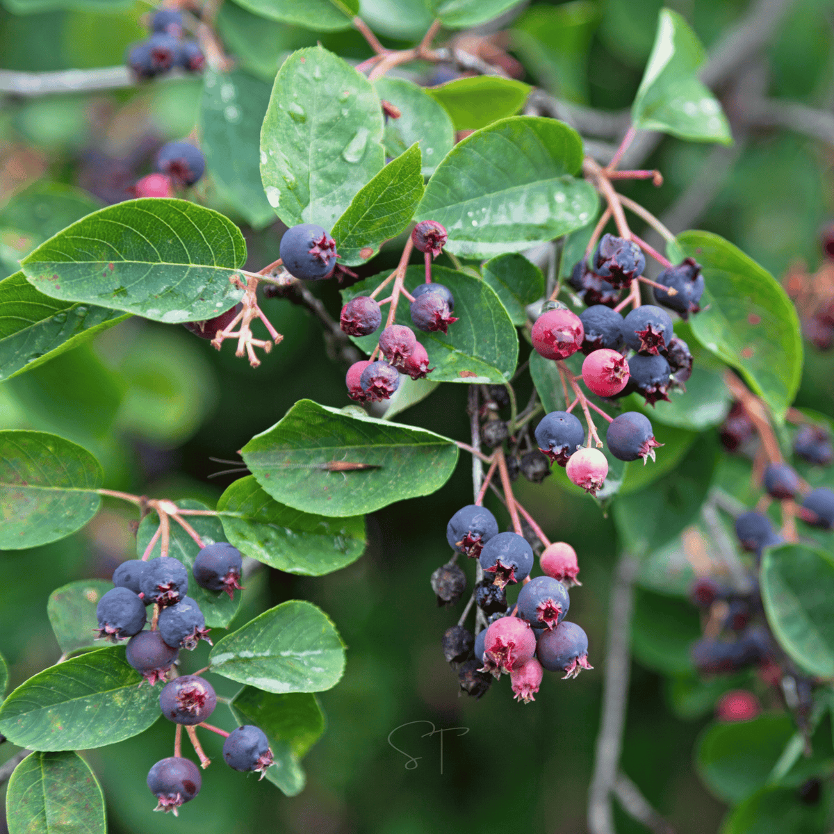 Juneberry - Serviceberry (Amelanchier lamarkii) - 50 Seeds - Seed ...