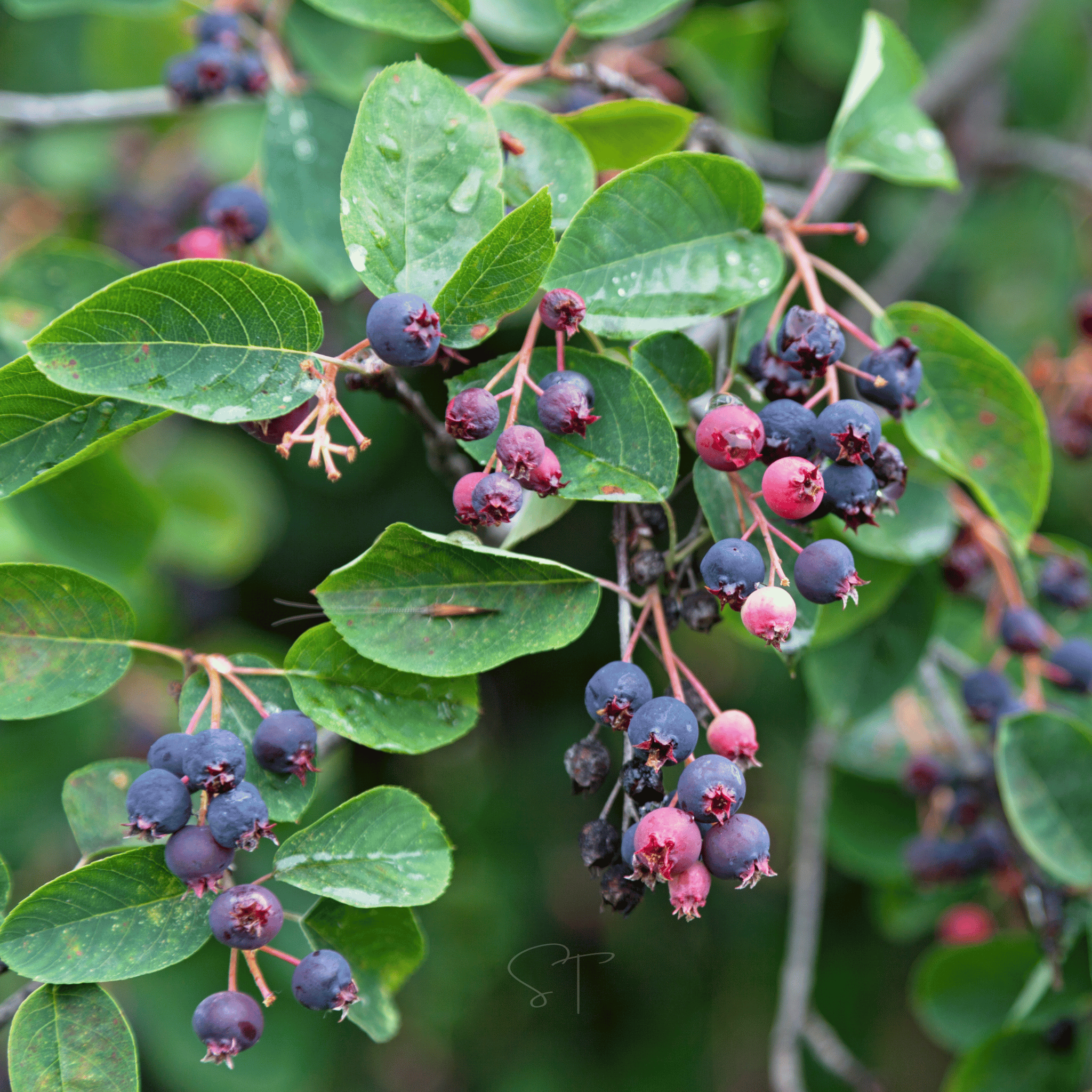Juneberry – Serviceberry – 50 Seeds seed packet from Seed Therapy – American - grown, heirloom seeds