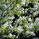 Juneberry – Serviceberry – 50 Seeds seed packet from Seed Therapy – American - grown, heirloom seeds