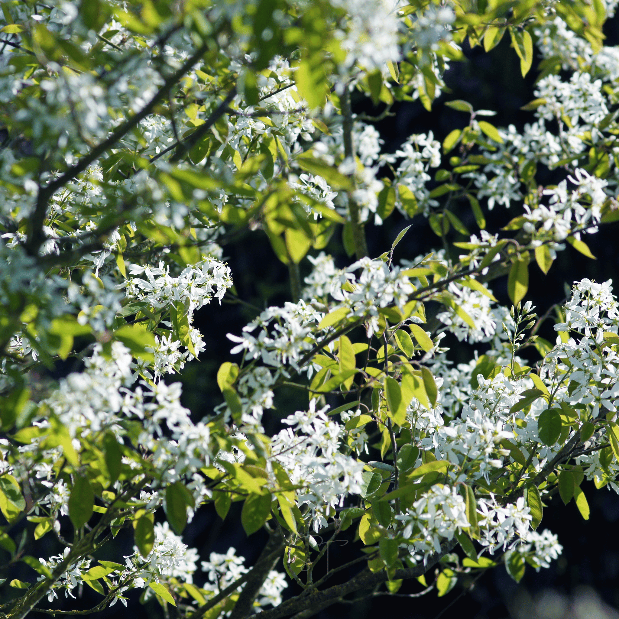 Juneberry – Serviceberry – 50 Seeds seed packet from Seed Therapy – American - grown, heirloom seeds