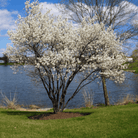 Juneberry – Serviceberry – 50 Seeds seed packet from Seed Therapy – American - grown, heirloom seeds