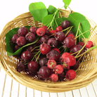 Juneberry – Serviceberry – 50 Seeds seed packet from Seed Therapy – American - grown, heirloom seeds