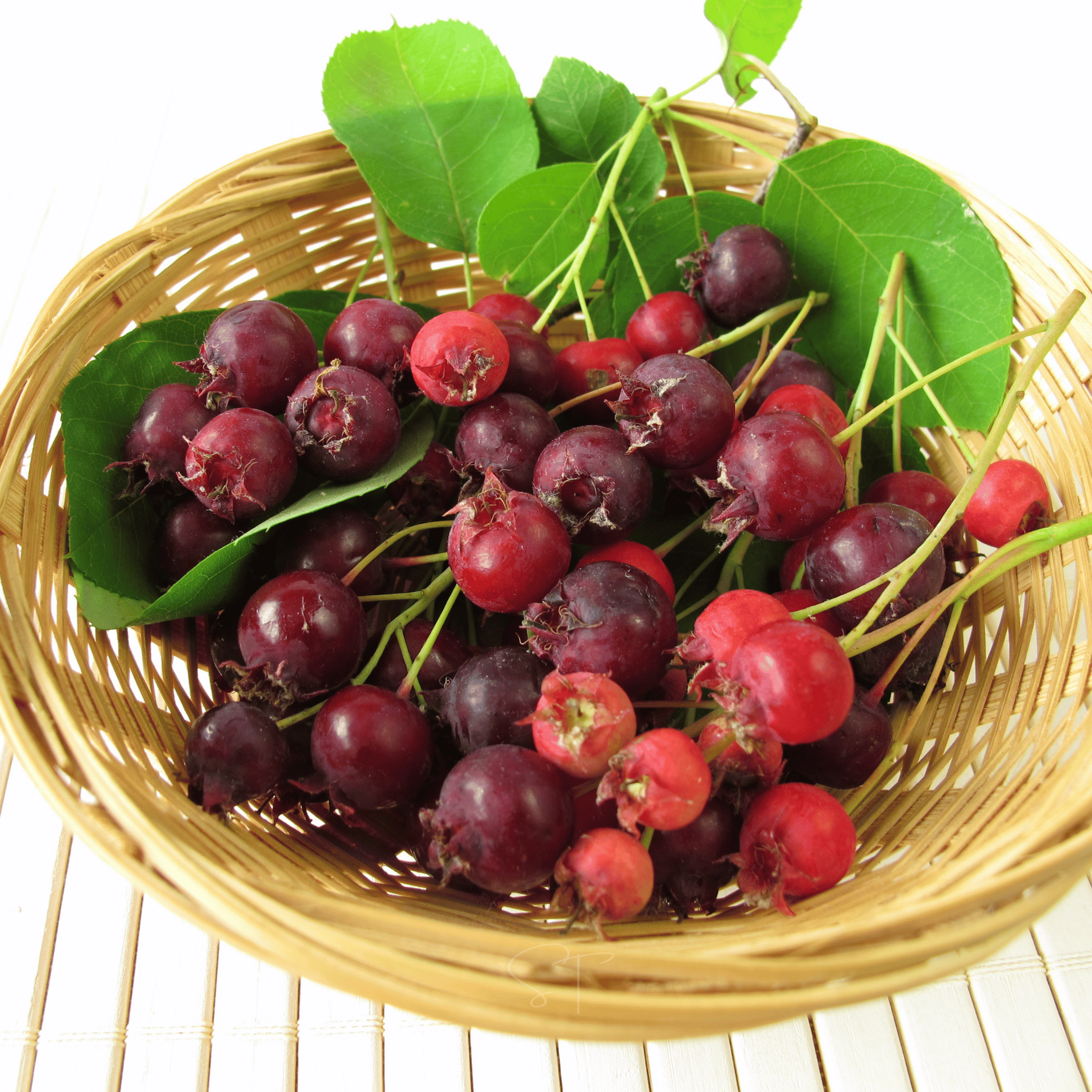 Juneberry – Serviceberry – 50 Seeds seed packet from Seed Therapy – American - grown, heirloom seeds