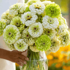 Key Lime Pie Zinnia Seeds – 100 Seeds seed packet from Seed Therapy – American - grown, heirloom seeds