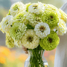 Key Lime Pie Zinnia Seeds – 100 Seeds seed packet from Seed Therapy – American - grown, heirloom seeds