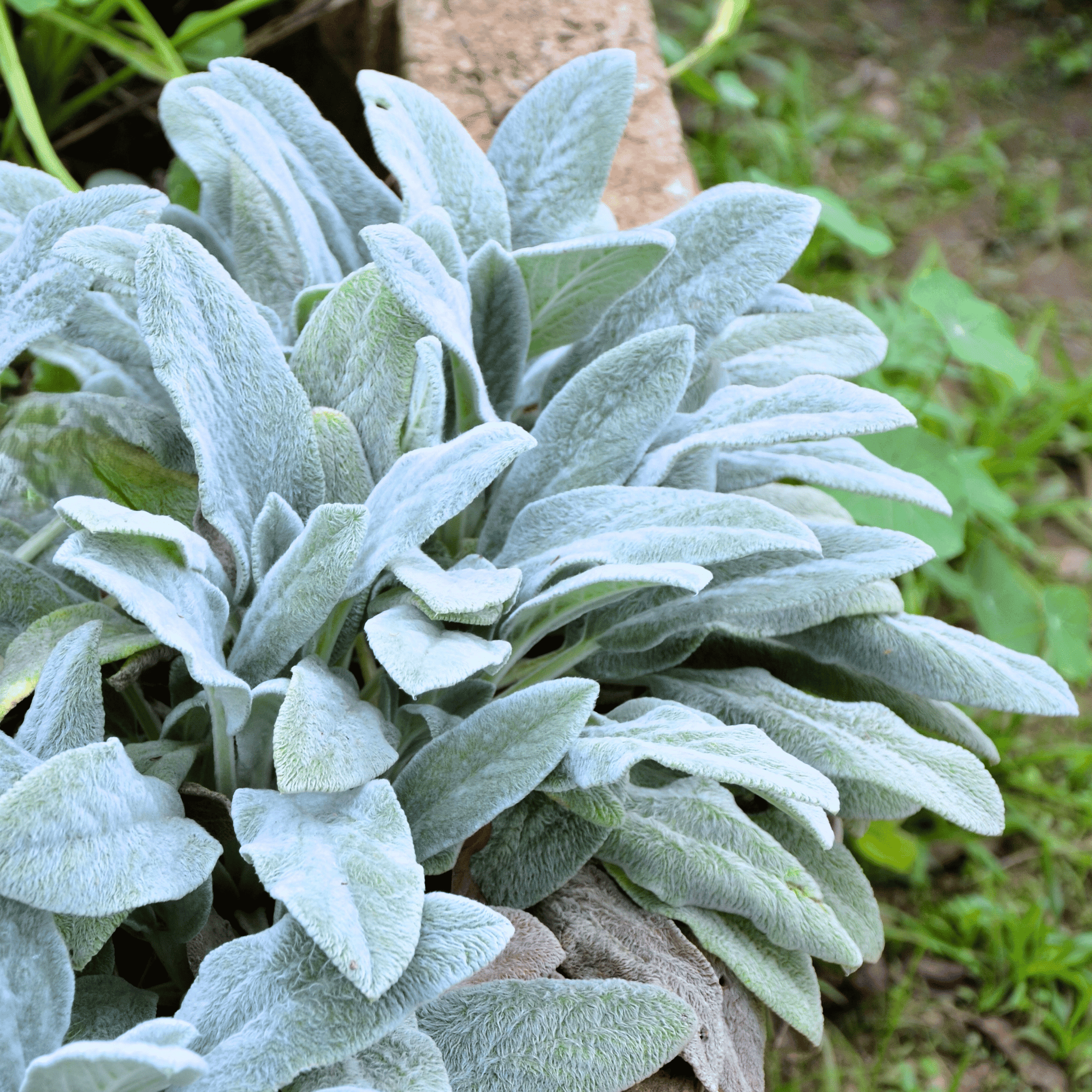 rabbit's ear plant indoor Lamb’s Ear – 50 Seeds