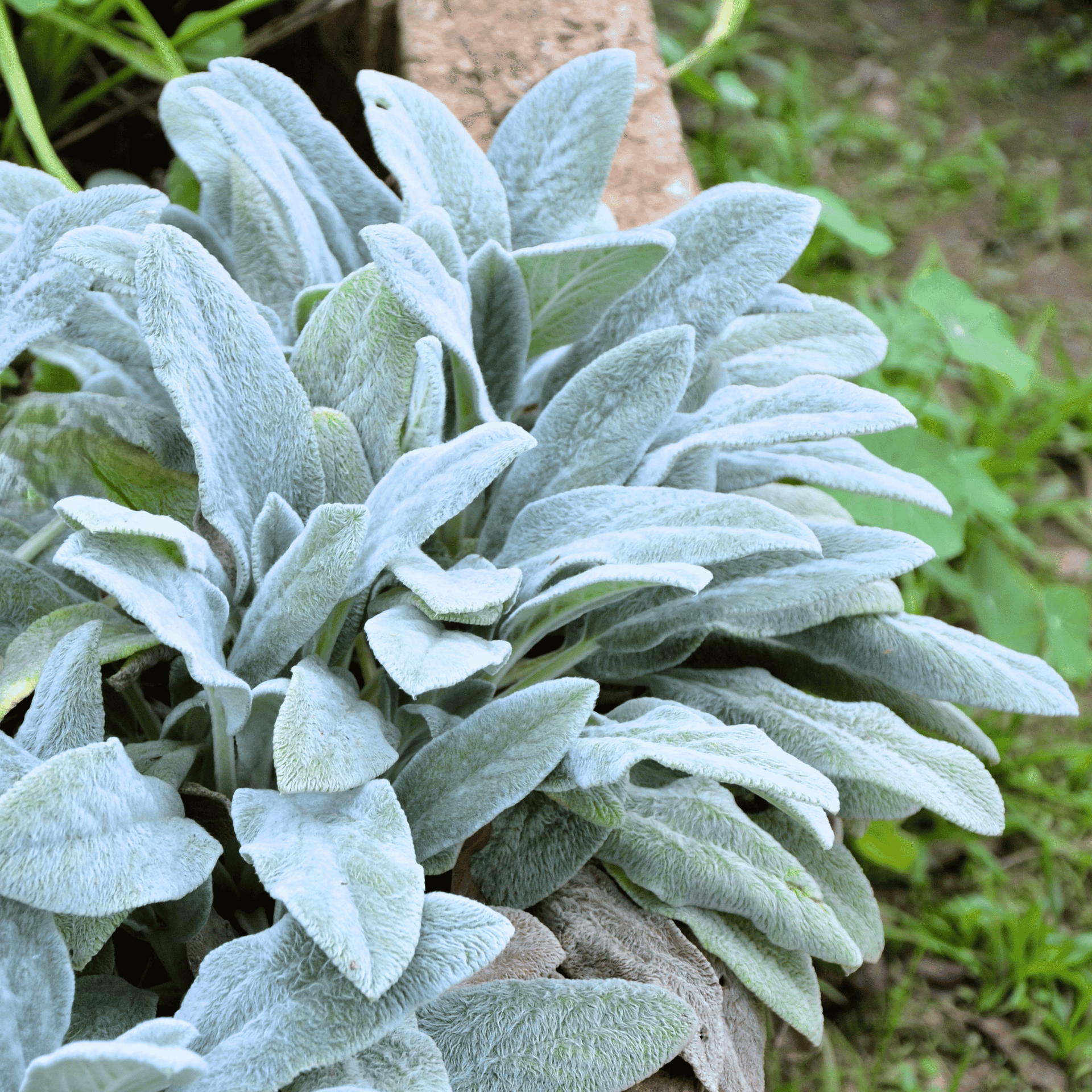 lambs ear plant indoors Lamb's Ear (Stachys byzantina) - 50 Seeds