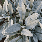 Lamb’s Ear – 50 Seeds seed packet from Seed Therapy – American - grown, heirloom seeds