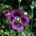 Lauren's Grape Poppy – 100 Seeds seed packet from Seed Therapy – American - grown, heirloom seeds