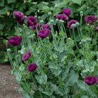 Lauren's Grape Poppy – 100 Seeds seed packet from Seed Therapy – American - grown, heirloom seeds