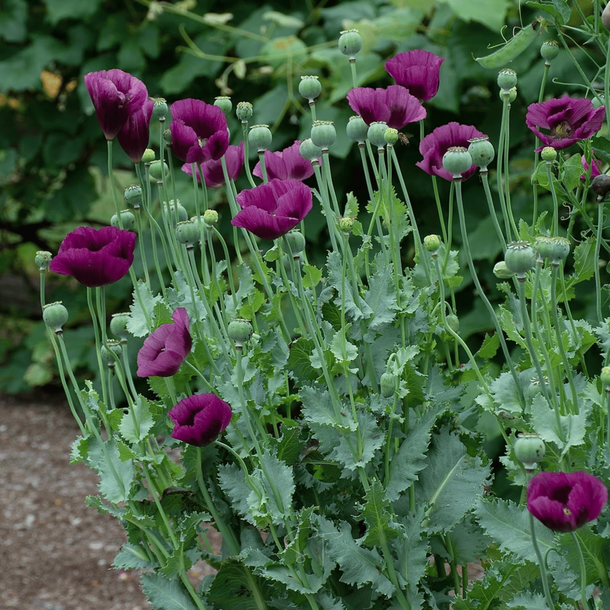 Lauren's Grape Poppy – 100 Seeds seed packet from Seed Therapy – American - grown, heirloom seeds