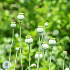 Lauren's Grape Poppy – 100 Seeds seed packet from Seed Therapy – American - grown, heirloom seeds