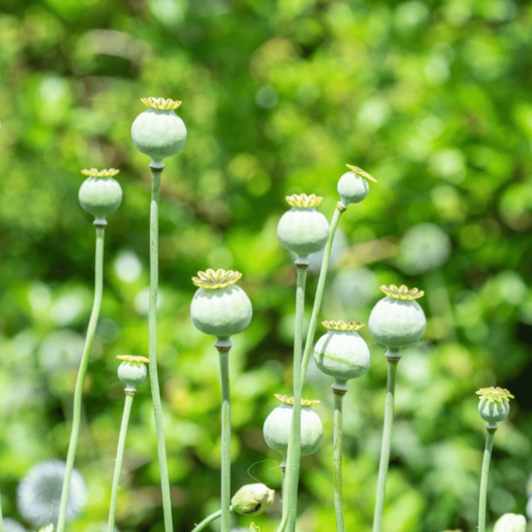 Lauren's Grape Poppy – 100 Seeds seed packet from Seed Therapy – American - grown, heirloom seeds