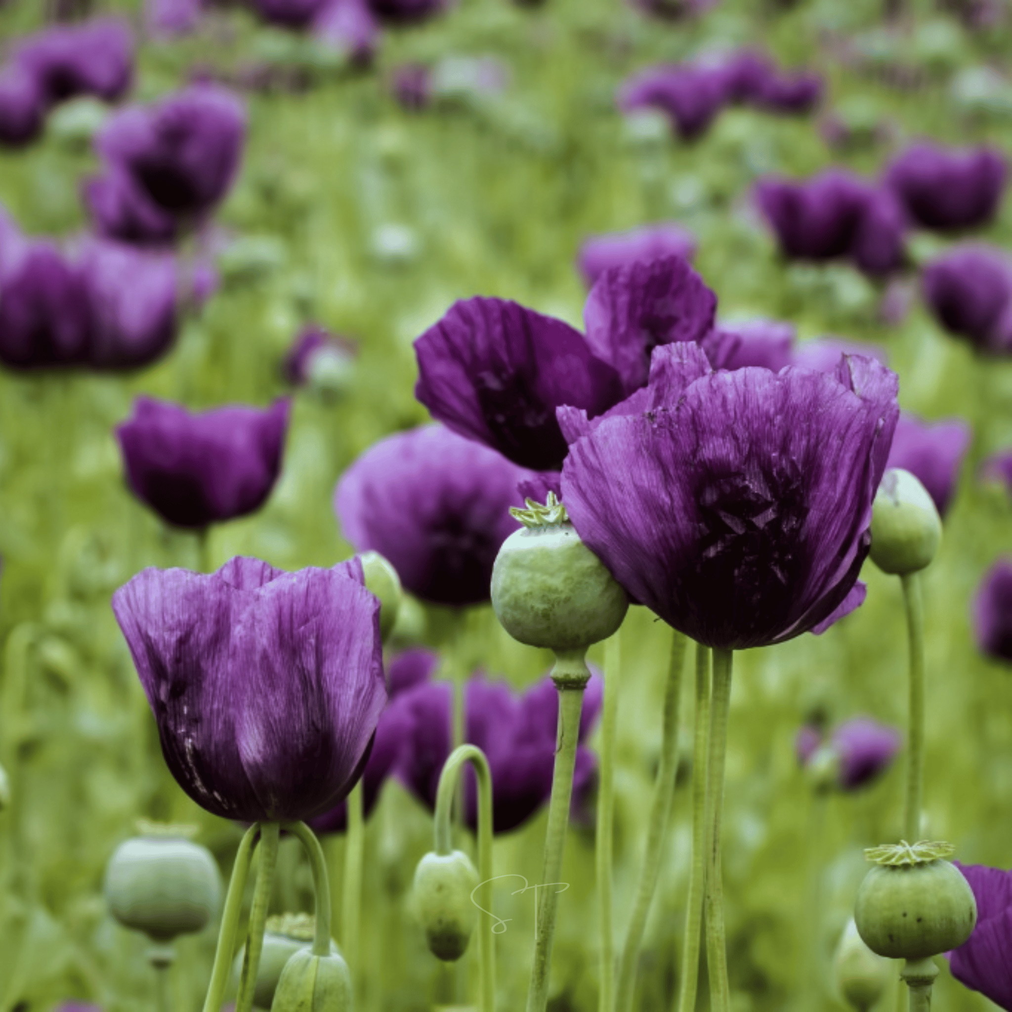 Lauren's Grape Poppy – 100 Seeds seed packet from Seed Therapy – American - grown, heirloom seeds