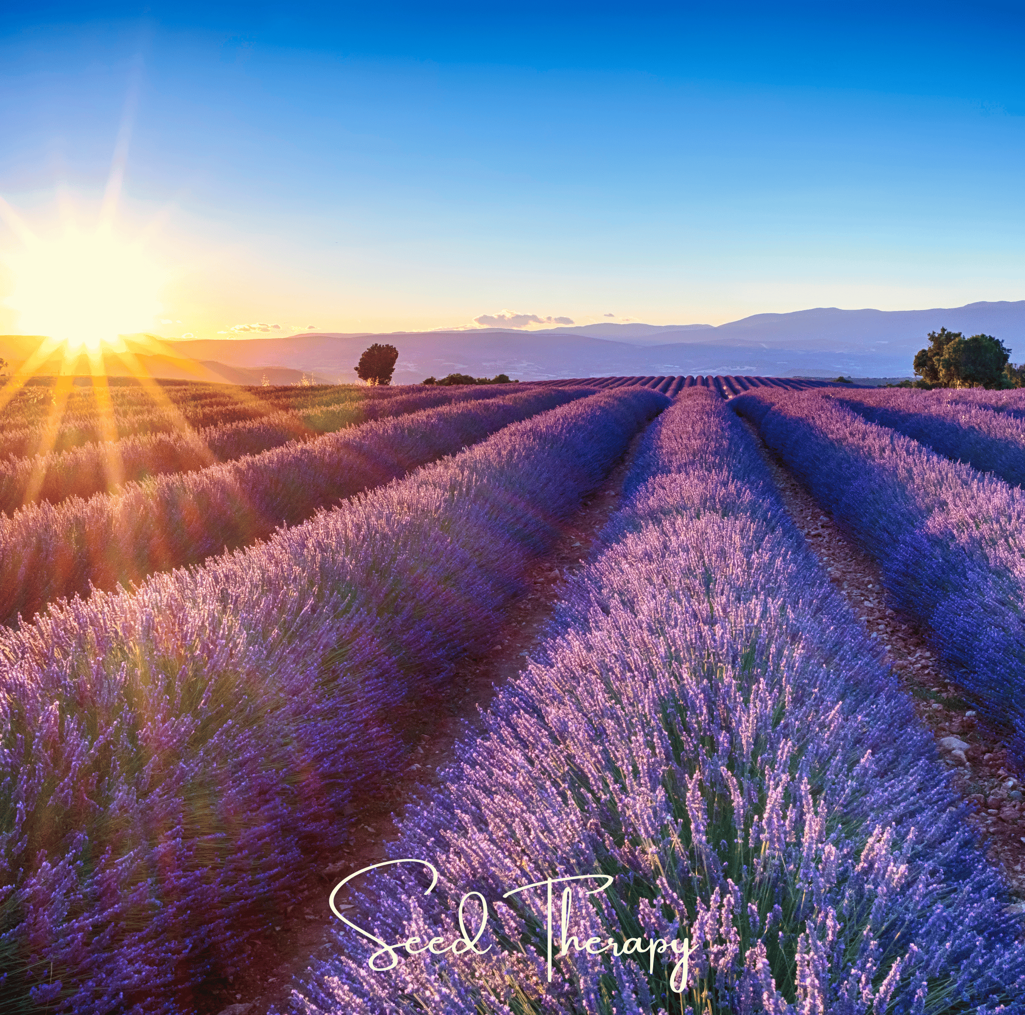 Lavender, English (Lavandula angustifolia) - 100 Seeds seed packet from Seed Therapy – American - grown, heirloom seeds