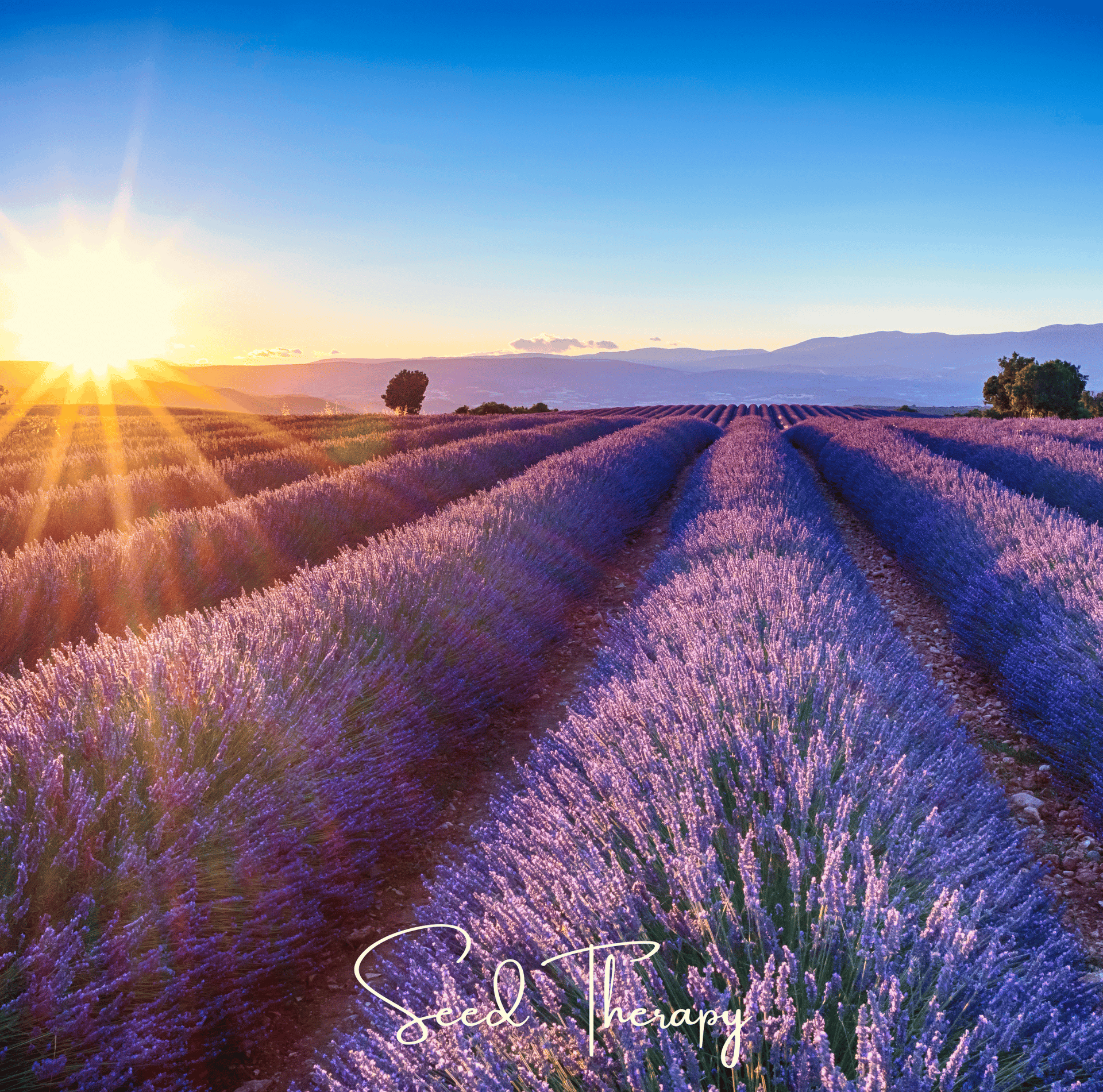 Lavender, English (Lavandula angustifolia) -100 Seeds