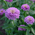Lavender Zinnia – 100 Seeds seed packet from Seed Therapy – American - grown, heirloom seeds