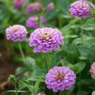 Lavender Zinnia – 100 Seeds seed packet from Seed Therapy – American - grown, heirloom seeds