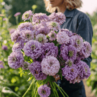 Lavender Zinnia – 100 Seeds seed packet from Seed Therapy – American - grown, heirloom seeds