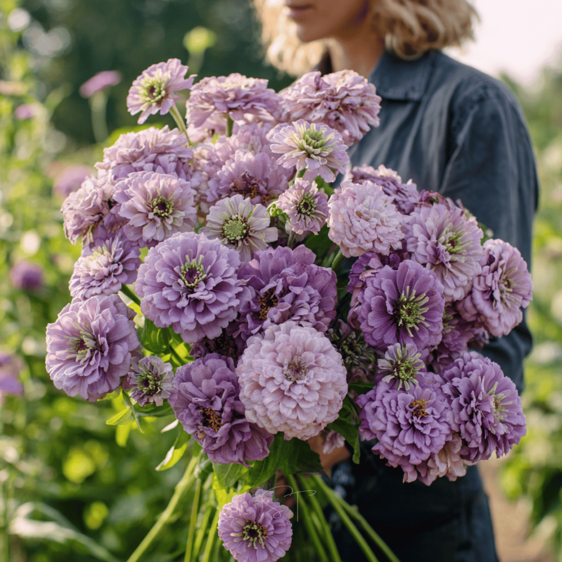 blue lavender queen blue zinnia flower Lavender Zinnia – 100 Seeds