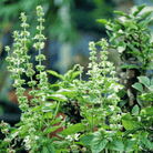 Lemon Basil – 250 Seeds seed packet from Seed Therapy – American - grown, heirloom seeds