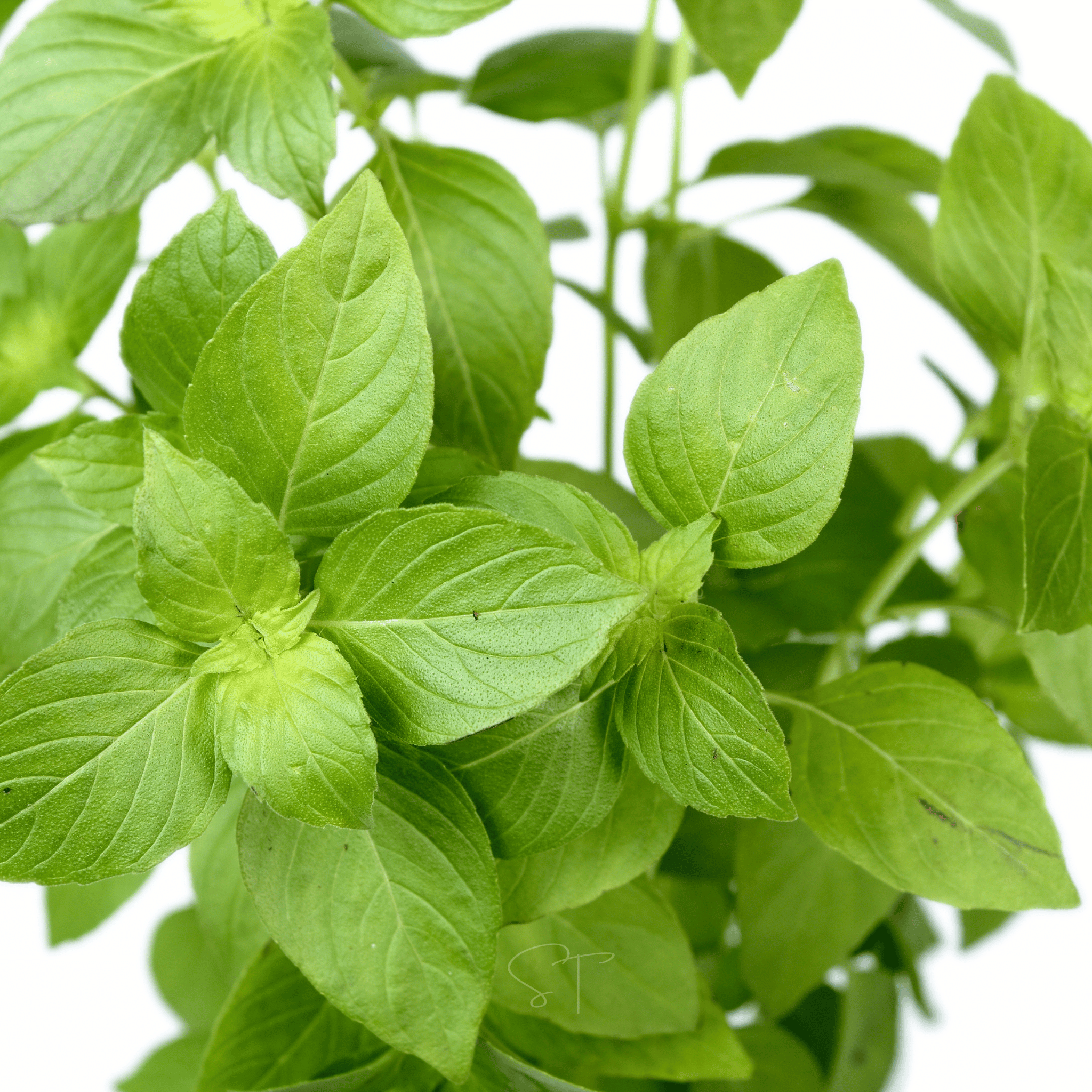 Lemon Basil – 250 Seeds seed packet from Seed Therapy – American - grown, heirloom seeds