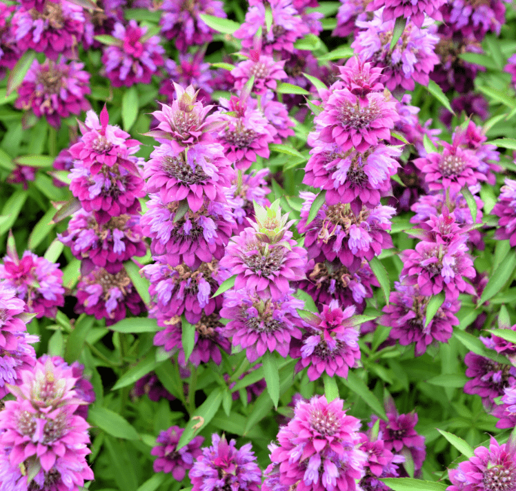 Lemon Bee Balm (Lemon Mint) – 100 Seeds seed packet from Seed Therapy – American - grown, heirloom seeds