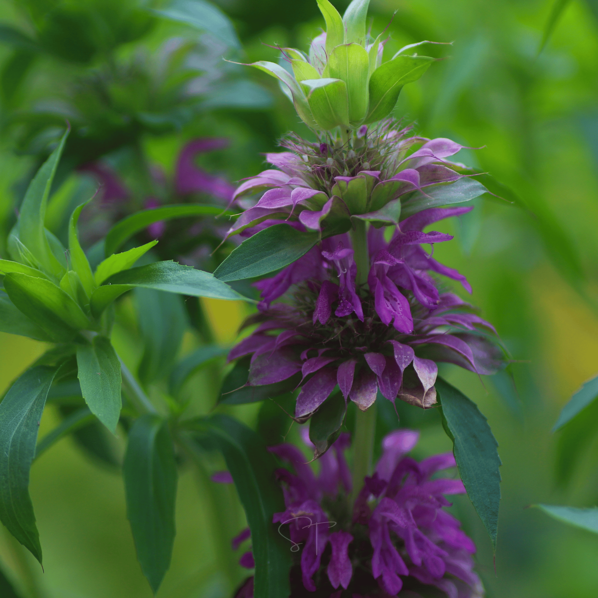 Lemon Bee Balm (Lemon Mint) – 100 Seeds seed packet from Seed Therapy – American - grown, heirloom seeds