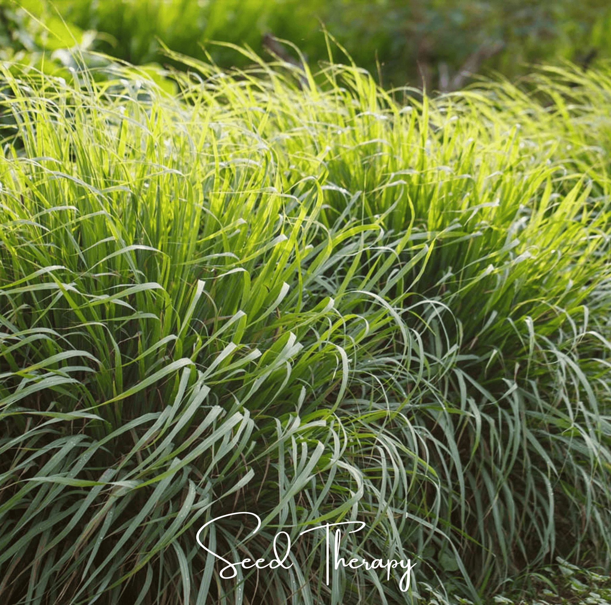Lemon Grass (Cymbopogon flexuosus) - 100 Seeds seed packet from Seed Therapy – American - grown, heirloom seeds