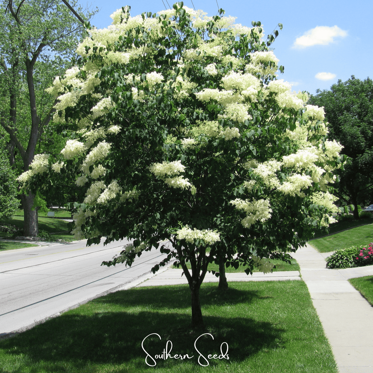 Lilac, Japanese Tree (Syringa reticulata) - 30 Seeds - Seed Therapy ...