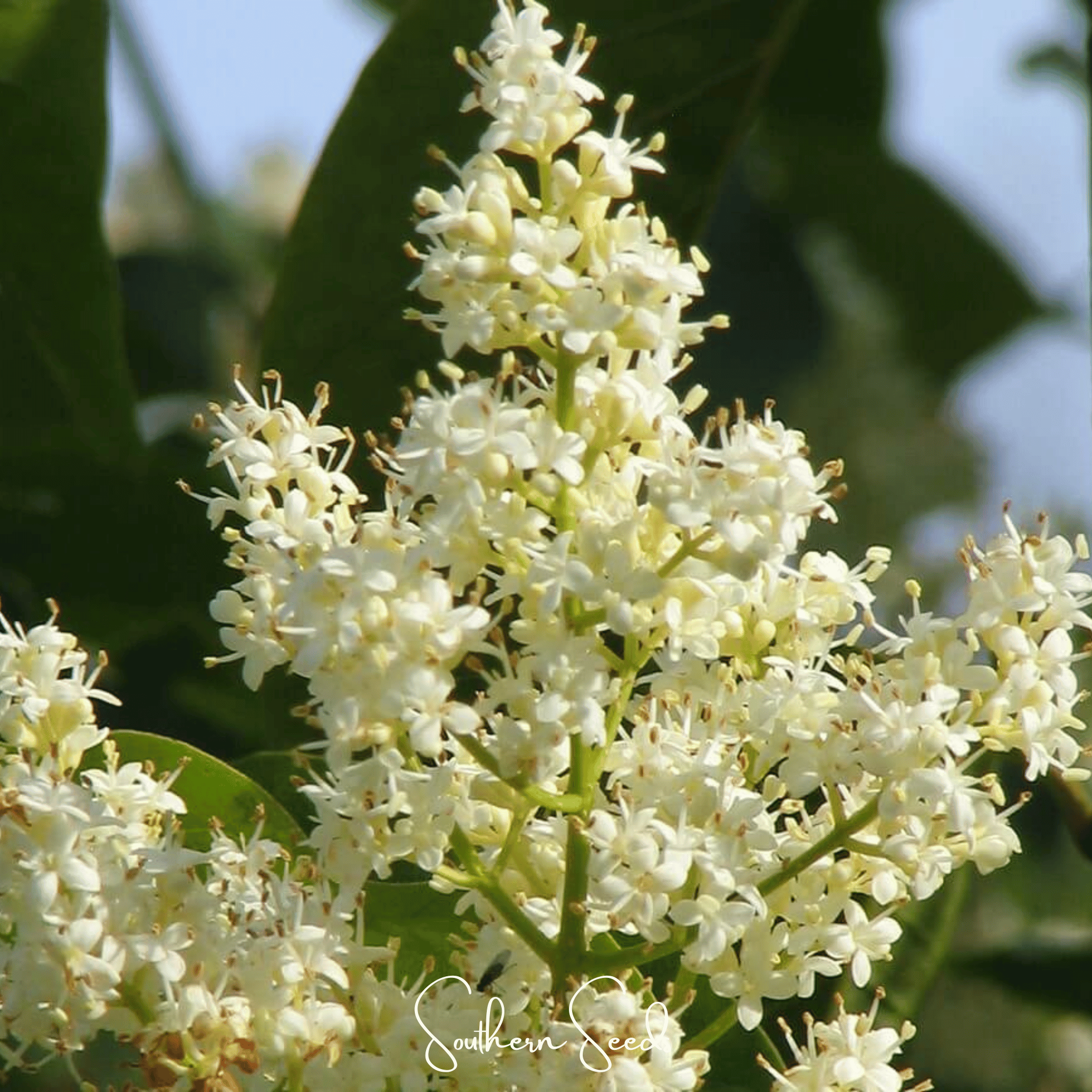 Lilac, Japanese Tree (Syringa reticulata) - 30 Seeds - Seed Therapy ...