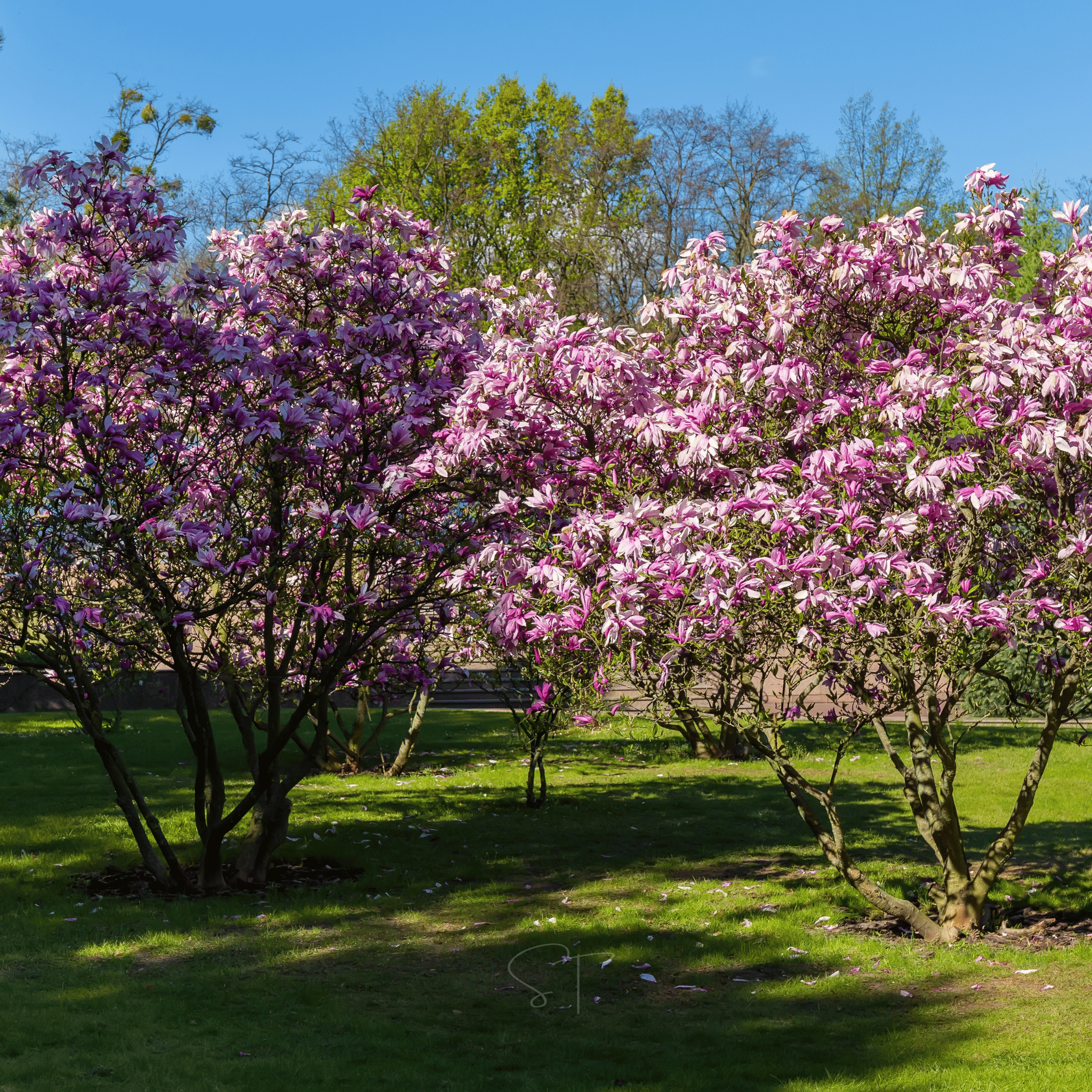 alexandra magnolia lily flower tree Lily Magnolia - 10 Seeds