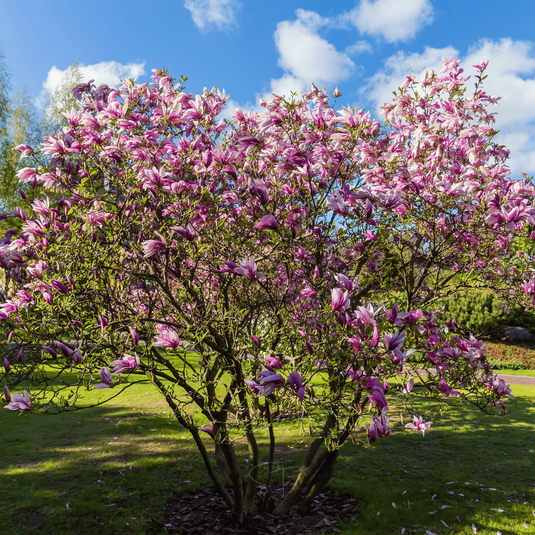 Lily Magnolia - 10 Seeds seed packet from Seed Therapy – American - grown, heirloom seeds