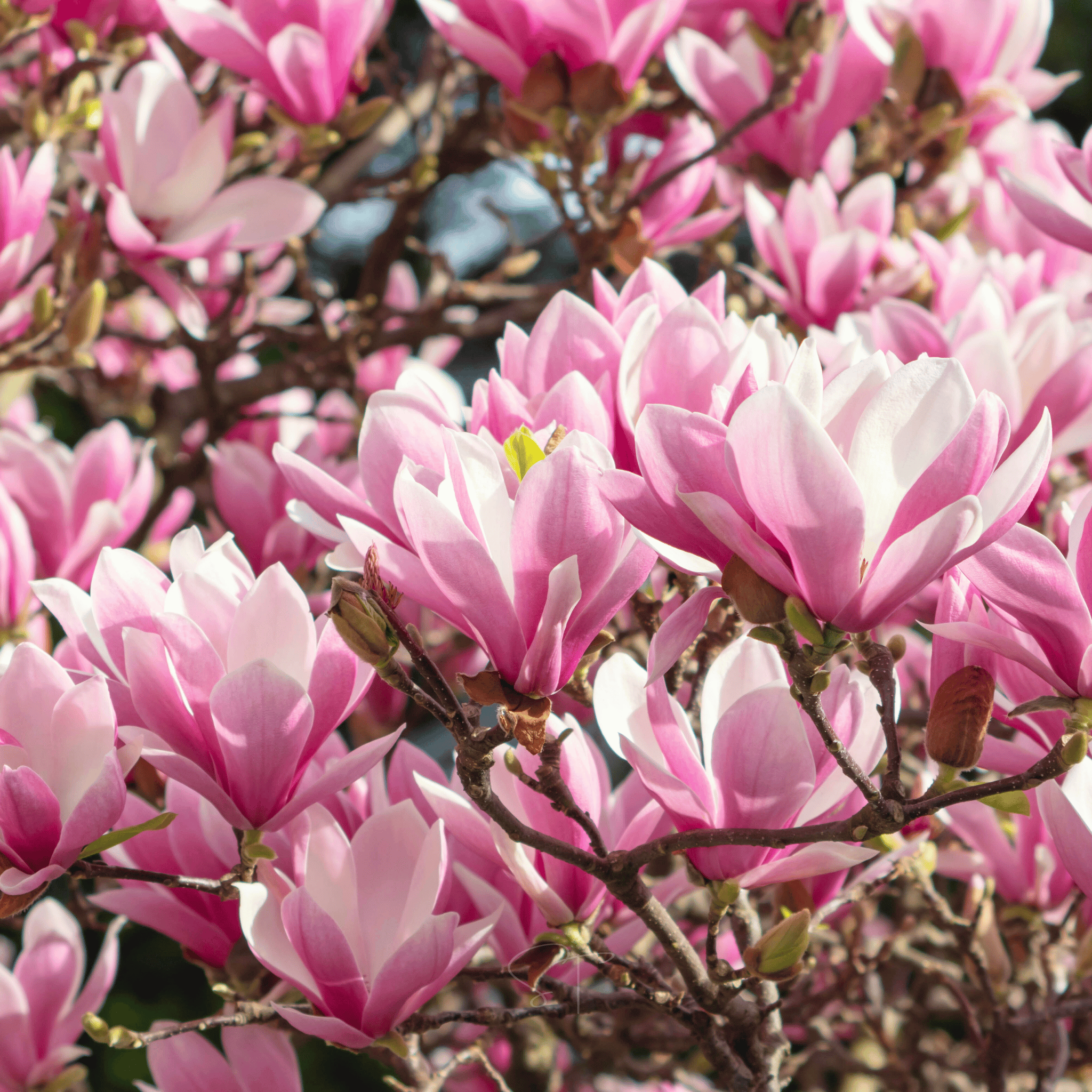 Lily Magnolia - 10 Seeds seed packet from Seed Therapy – American - grown, heirloom seeds